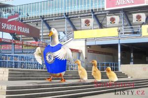 Chelsea se nespletla! Chelsea se nespletla!