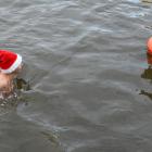 Otužilci poplavou opět na nejstarší, největší a nejznámější otužilecké akci v zemi - Memoriál Alfreda Nikodéma