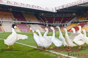 Petr Čech aktivuje své úspěšné sportovní kolegy