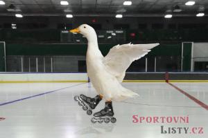 Hadamczik prozradil nové vedení reprezentace