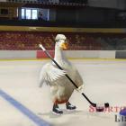 Hokejová Sparta nuceně končí Hokejová Sparta nuceně končí