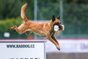 Mezinárodní šampionát na Dobříši v kynologii zná vítěze. Slyší na jméno Working-dog Esh