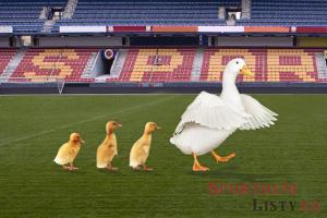 Sparťanští fotbalisté před prázdným stadionem